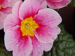 Flower Pink Spring