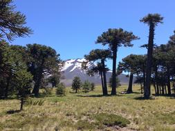 Parque Nacional Los Araucarias