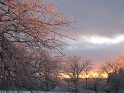 Ice Snow Tree