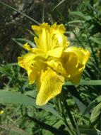 Close-up of the beautiful, yellow iris flower with green leaves in sunlight