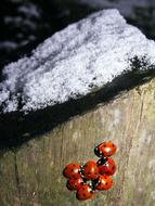 Snow Ladybug
