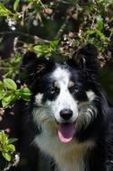 Border Collie Portrait Cherry