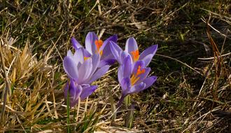 Close-up of the beautiful, blooming, purple and orange crocus flower, among the colorful grass in light