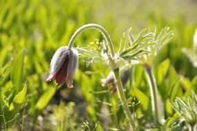 Flowers Do Mi Flower Spring