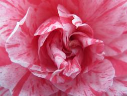 Pink Camelia Flower