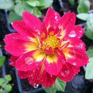 pink Flower Dahlia at Summer