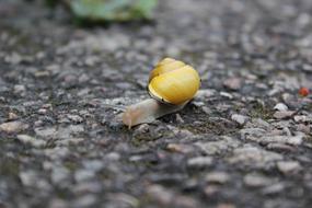 Snail Yellow Rain
