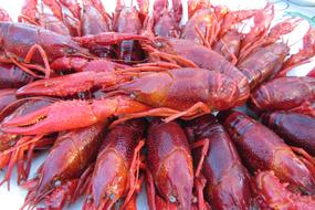 Sweden Crabs Cancer