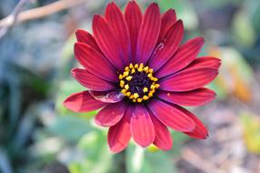 Daisy Flower