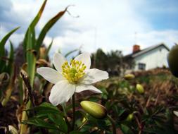 Wood Anemone Flower Early Summer