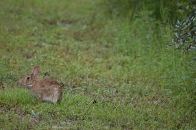 Rabbit Grass