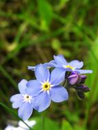 Blue Nots Flowers