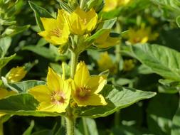 Close-up of the beautiful, blooming, yellow flowers with green leaves in sunlight