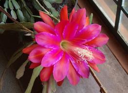 Flower Intense Exotic