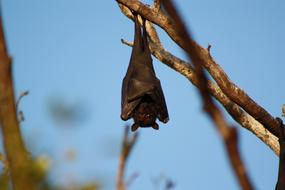 Bat Hanging on tree branch