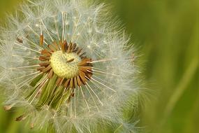 macro photo of Dandelion Meadow Flower