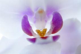 Orchid Inner Blossom