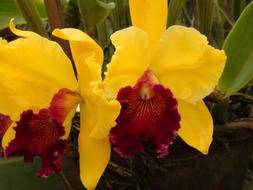 Yellow Orchid flowers at garden