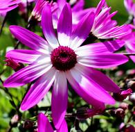 Finial Flowers Polygala