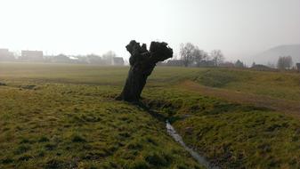 Tree Pasture Meadow