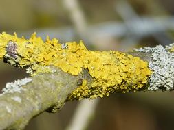 Lichen Bright Yellow