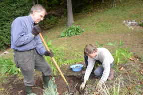 Digging Potatoes Garden