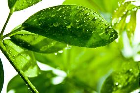 Green Light And Shadow