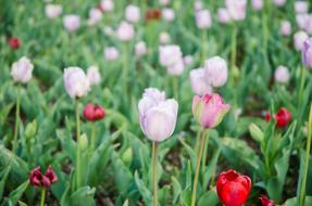 Tulip Flowers White