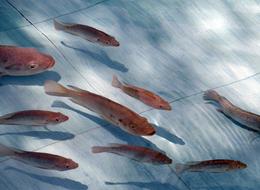 Tilapia Fish Pond