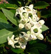Calotropis Gigantea Milkweed flowers