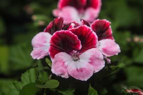 pink red flowers close up in blurred background