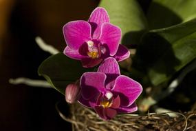Close-up of the beautiful, blossoming, purple orchid flowers and green leaves