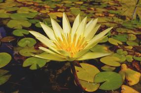 Lily Flower Pond Botanical