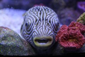 Fish Sea Creatures Marine Life