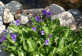 Wild Pansy Funkia