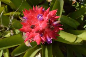 Macro photo of red Flower with purple plants