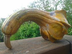 Gourd Fall