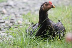 Chicken Hen Grass