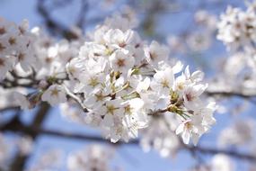 Cherry Blossoms on twigs at sky