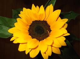 yellow sunflower bud on black background