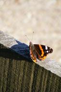 Summer Bug Butterfly