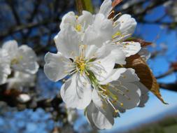 Flower Cherry Tree