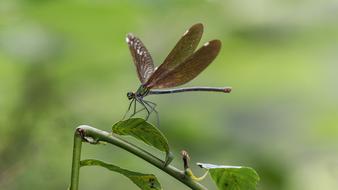 dragonfly with big wings on the grass