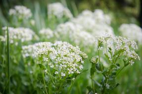 White Flowers Spring