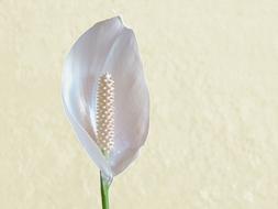 Delicate White Flower closeup