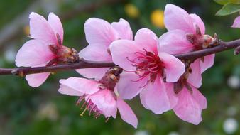 Peach Blossom Flowery Branch