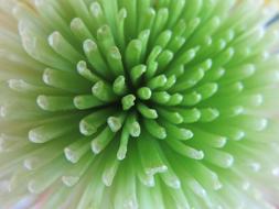 green Petals Blossom Flower