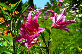Pink Lily Flowers at garden