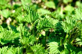 Stinging Nettle Green
