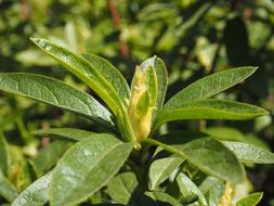 Leaf Bud